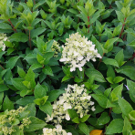 Hortenzia metlinatá (Hydrangea paniculata) ´MAGICAL MOONLIGHT´® - výška 20-30 cm, kont. C1L